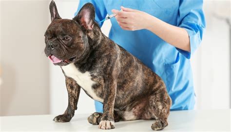 Justanswer.com has been visited by 100k+ users in the past month Canine Distemper Virus: The Ultimate Dog Owner's Guide