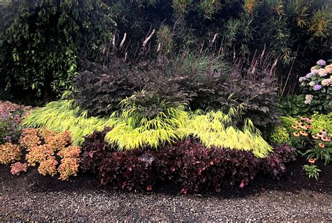 Actaea ‘black Negligee Terra Nova Nurseries Inc