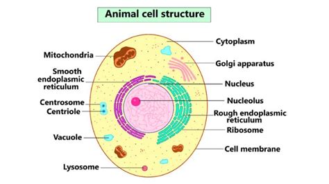Animal Cell Definition Structure And Properties Science Query