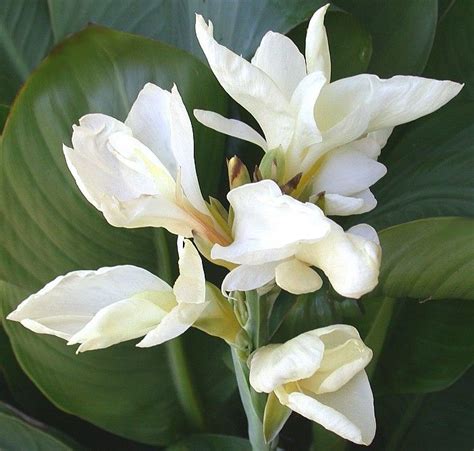 For a tall canna, the canna tropicanna® is a popular choice. dwarf white canna lilies | South african flowers, Plants ...