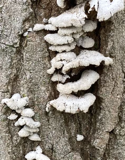 Maple Tree Fungus 812790 Ask Extension