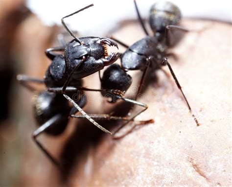 Conspiração De Duas Formigas Na Grama Foto de Stock Imagem de teoria