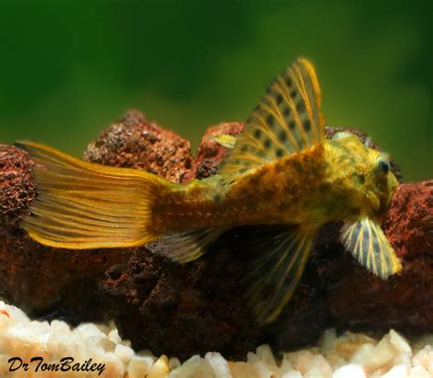 Premium Wild Rare Spiny Monster Plecostomus Catfish L096 4 To 5 Long
