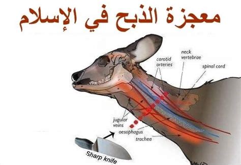 Doa Menyembelih Hewan Qurban Sesuai Sunnah dalam Bahasa Arab dan Latin