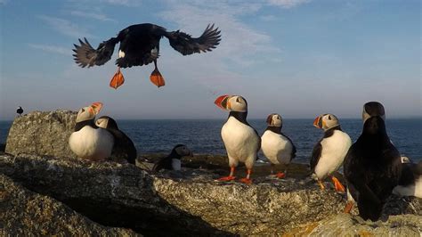 Puffins Fill Up Nesting Islands This Year Despite Challenges Ctv News