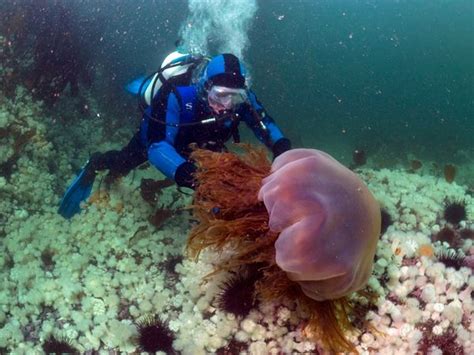 Lion's mane jellyfish distribution, habitat, and ecology. Life of Lion's Mane Jellyfish - Life of Sea
