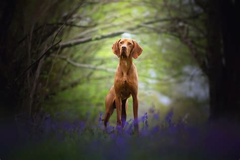 Vizsla Wallpapers Top Free Vizsla Backgrounds Wallpaperaccess