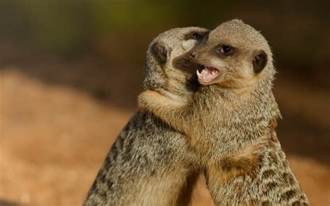 Two Meerkats Hugging Hd Wallpaper Background Image