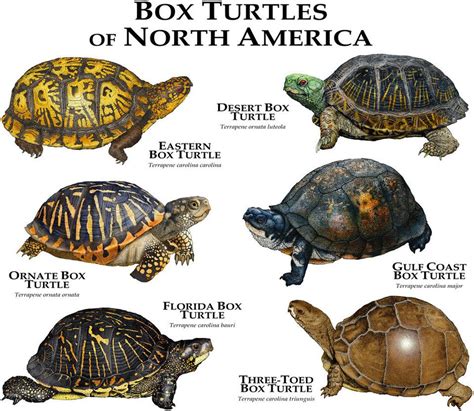 Box Turtles Of North America Turtle Box Turtle Tortoise Turtle
