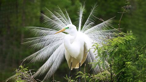 10 Most Beautiful White Birds In The World Youtube