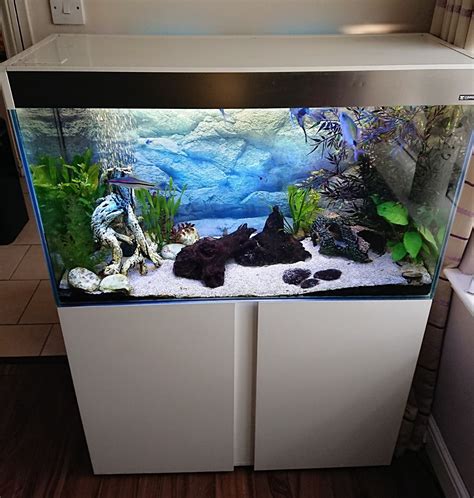 Feel free to ask any fish related questions or provide advice for new fish keepers. 200 litre Ciano fish tank with stand and fish | Chichester ...