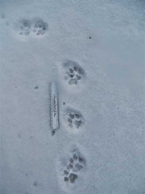 A Colorado Hunters Life Bobcat Tracks