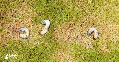 How To Identify Lawn Grubs Lawn Solutions Australia