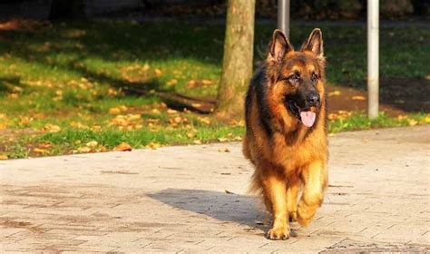 Las Diez Mejores Razas De Perro Guardián Apréndete