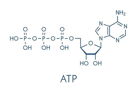 Elementos Que Fazem Parte Da Constituição Das Moléculas De Atp