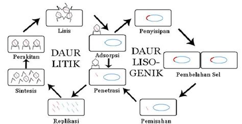 Pengertian Siklus Litik Dan Siklus Lisogenik Pada Virus Ilmu