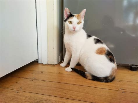Carys Female Domestic Short Hair Cat In VIC PetRescue