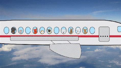 17 Best Pictures Alaska Airlines Pet Cargo Military : Tips for flying