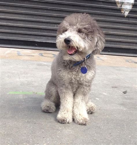 Say schnoodle five times fast! 17 Best images about Poodle schnauzer on Pinterest | About me, Poodles and Puppys