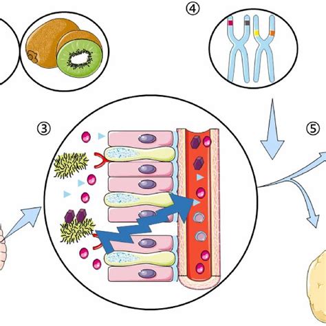 Simplified Overview Of The Role Of Gut Microbiome In Endocrine Diseases