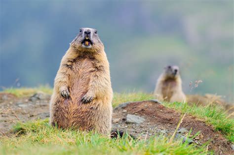 Pferdefett oder wildtierfette wie murmeltier­fett, dachs­fett etc. Täglich grüßt das Murmeltier - artepicturas