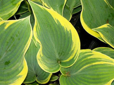 Autumn Frost Hosta Archives Knechts Nurseries And Landscaping