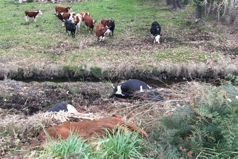 Sunlive Cows Killed On Kairua Rd Train Tracks The Bays News First
