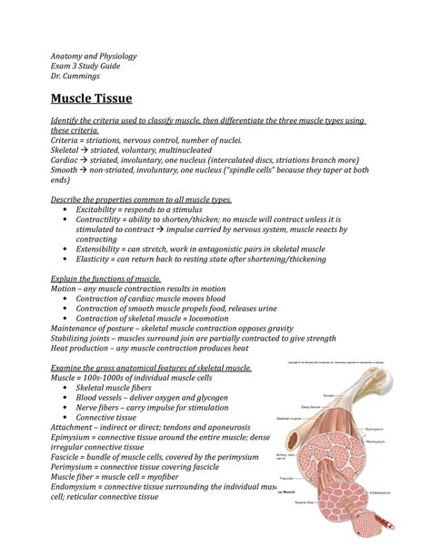 Aandp Exam 3 Study Guide For Exam 3 Dr Cummings Fall 2016 Anatomy