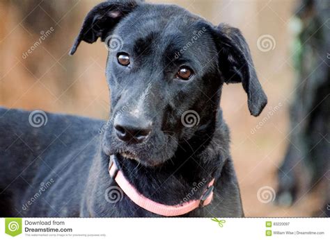 Black Labrador Retriever Great Dane Mixed Breed Stock Image Image Of