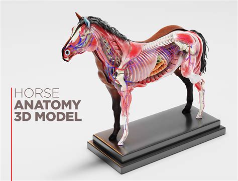 Visible Horse Anatomy Model Labquiz