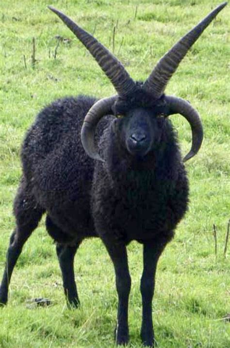 Hebridean Sheep Goats Animals Wild Mammals