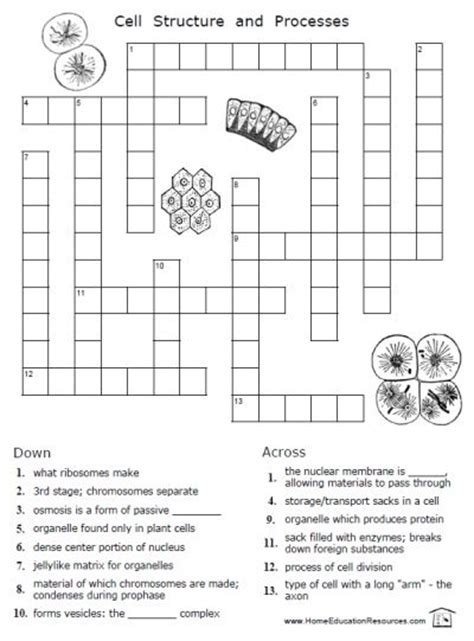 Check spelling or type a new query. Free Cells Worksheets - Thrifty Homeschoolers