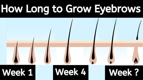 How Long Does It Take For Eyebrows To Grow Back Eyebrows Growth Cycle