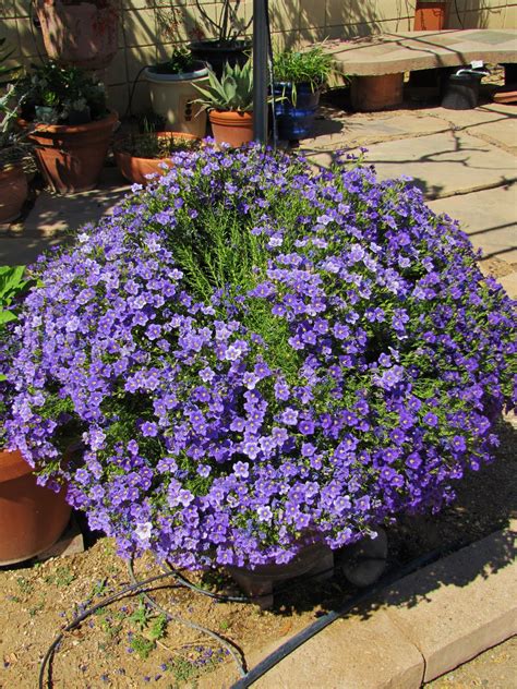 Plum trees are a favorite for backyard gardens. Las Aventuras: Dwarf Cup Flower