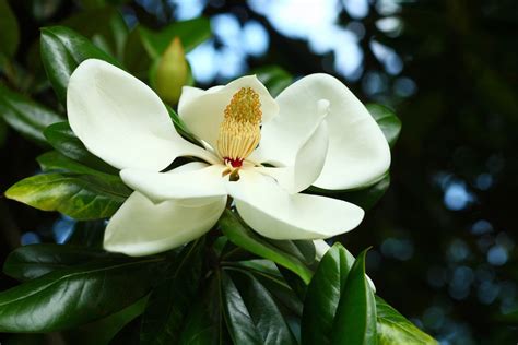 12 Species Of Magnolia Trees And Shrubs