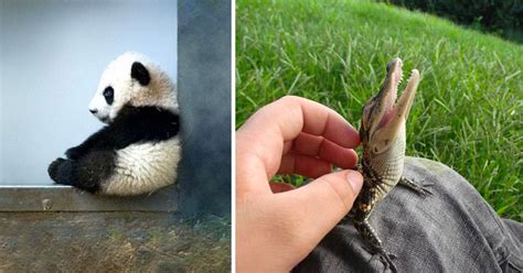 35 Adorable Baby Animals That Shouldnt Be Allowed To Be