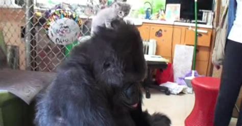 Koko The Talking Gorilla Adopts 2 Tiny Kittens Cbs San Francisco