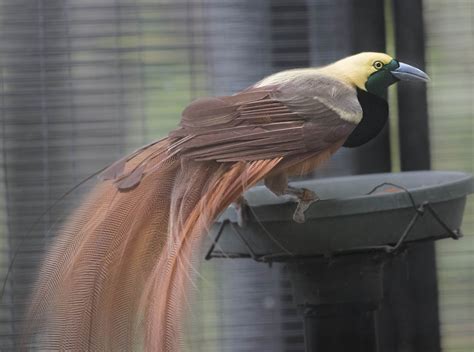 Pictures And Information On Raggiana Bird Of Paradise