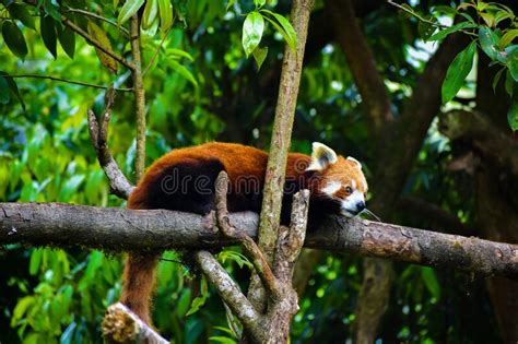 The Red Panda At Darjeeling India Stock Image Image Of Nature