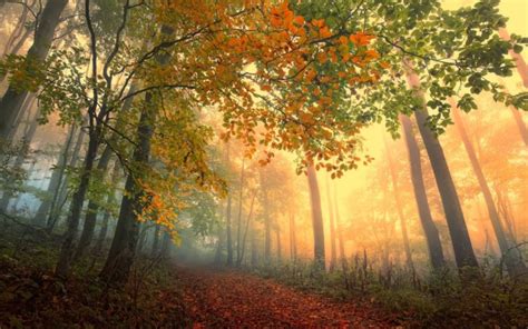 Nature Landscapes Trees Forest Leaves Path Roads Color Autumn