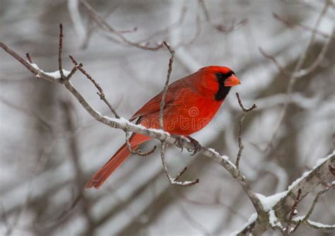 Red Cardinal Bird In Winter Stock Photo Image Of Cardinalis Vivid