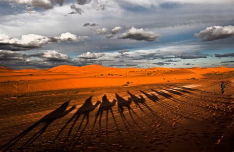 Camel Shadow Silhouette Desert Wallpapers Hd Desktop