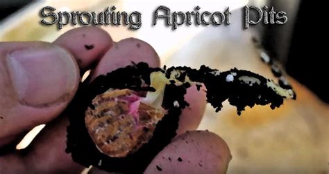 Sprouting Apricot Pits Apricot Seeds Apricot Apricot Tree