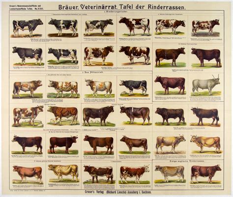 Breeds Of Different Animals On Amazing Charts Breeds Of Cows Cattle
