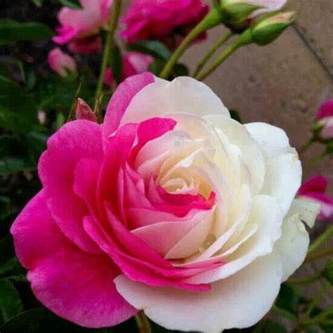 Check spelling or type a new query. A beautiful and unique Rose!!!! | Flowers & Gardens ...