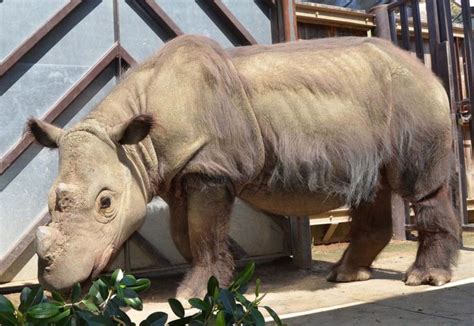 The Sumatran Rhino Is By Far The Most Hirsute Of The Worlds Five Rhino Species International