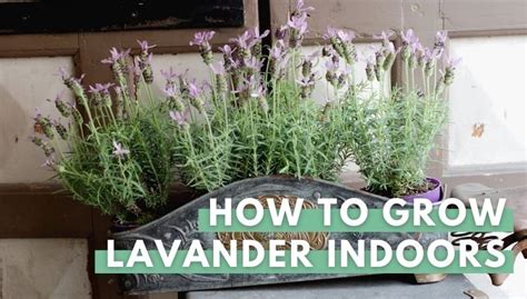 Growing Lavender Indoors 8 Easy Steps