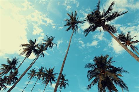 Free Download Hd Wallpaper Palm Trees Under Blue Cloudy Sky Coconut