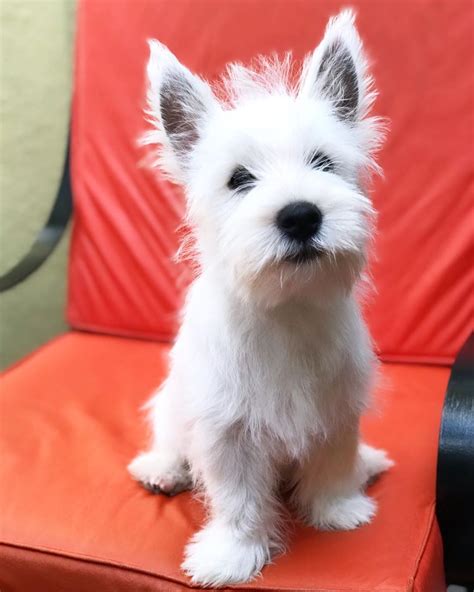 Pin By Sandy Skinner On Scotties And Westies Westie Puppies Shelter