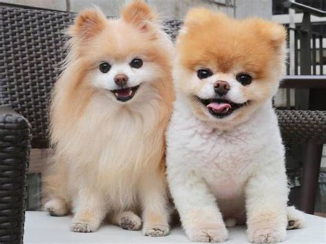 Worlds Cutest Dog Boo The Pomeranian Dies Of ‘heartbreak Gold Coast